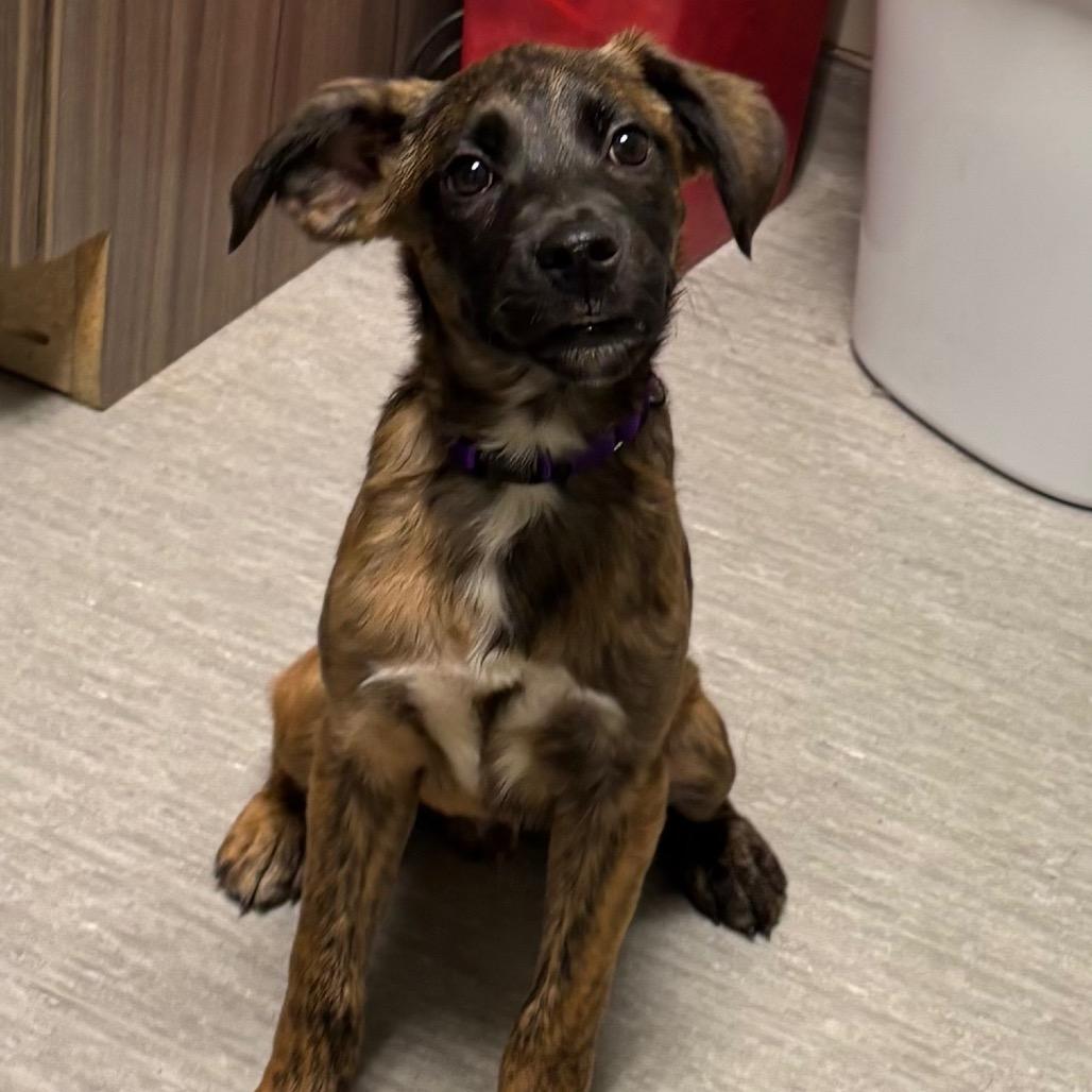 Django, a Adoptable mixed breed in Columbia Station, OH image 4/6