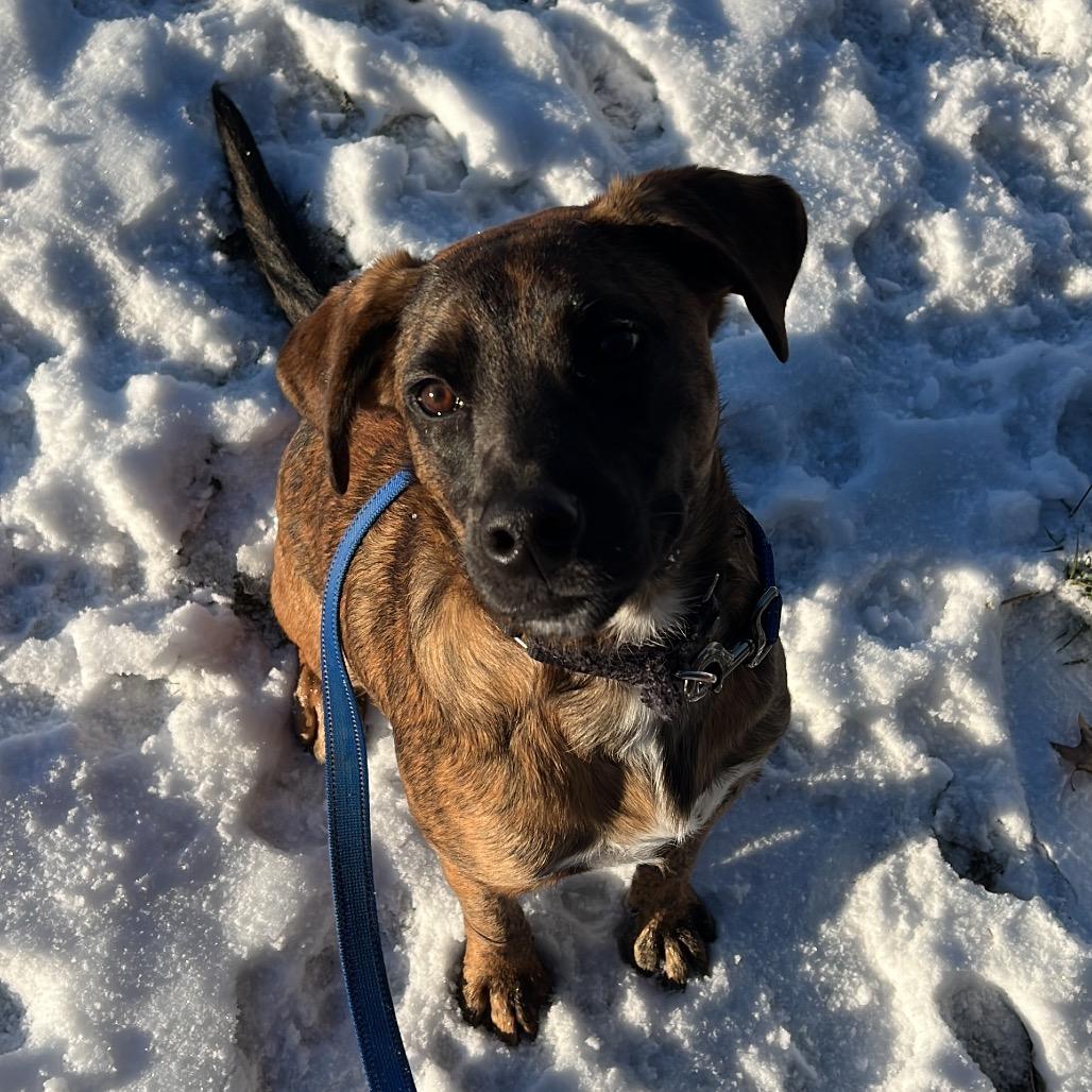 Django, a Adoptable mixed breed in Columbia Station, OH image 5/6