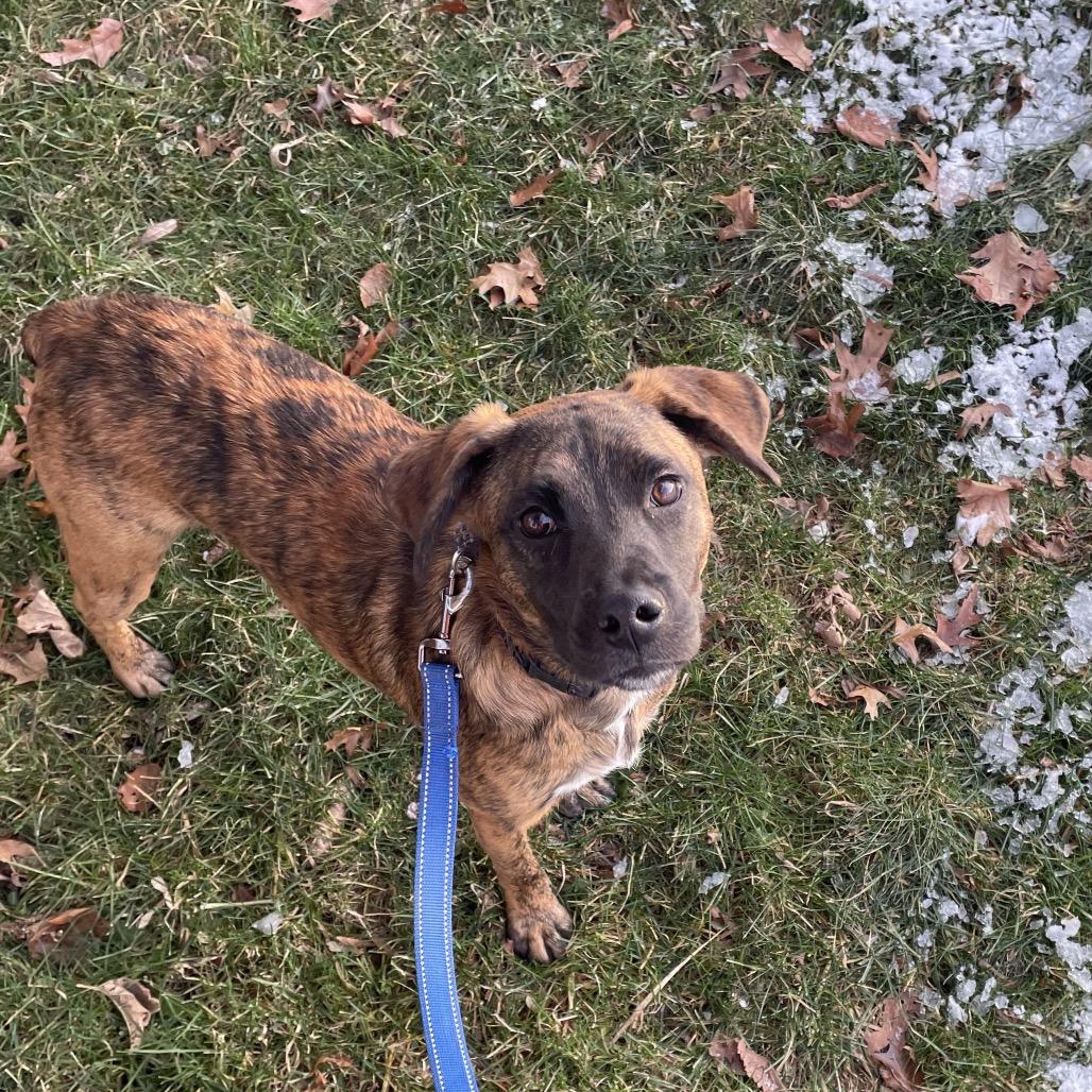 Django, a Adoptable mixed breed in Columbia Station, OH image 6/6