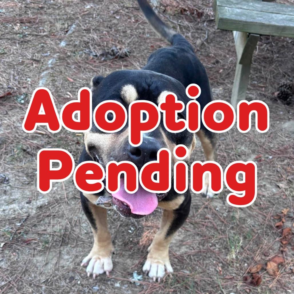 Enlarge Shakespeare II  26-081, a Adoptable Pit Bull Terrier in Little Rock, AR image 1/1