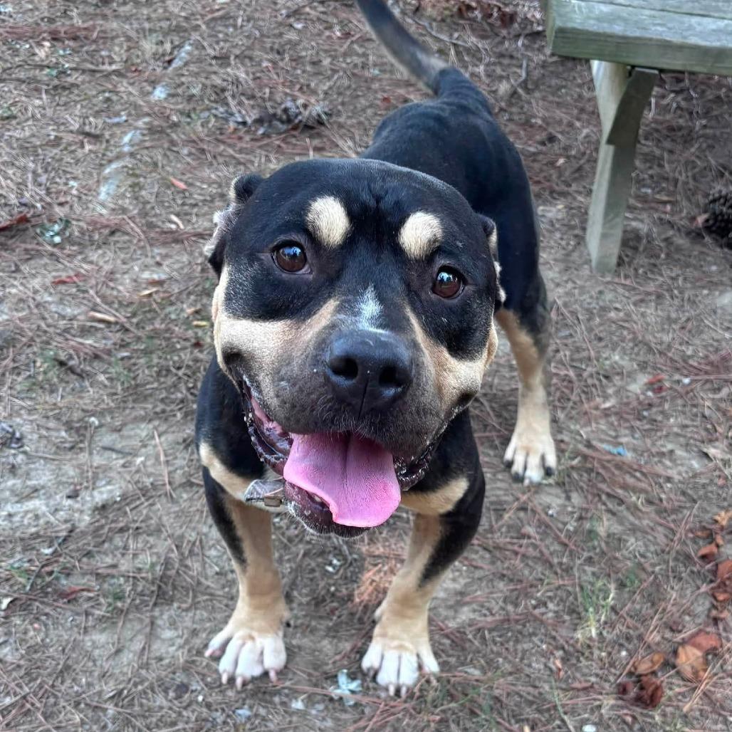 Shakespeare II 26-081, Adoptable, Adult Male Pit Bull Terrier.