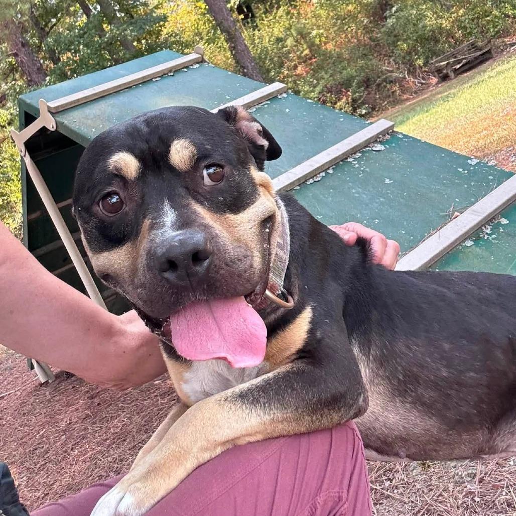 Shakespeare II 26-081, a Adoptable Pit Bull Terrier in Little Rock, AR image 2/3