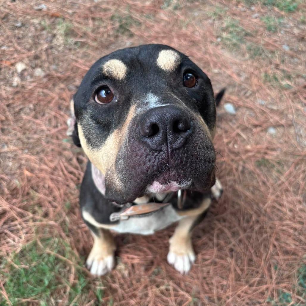 Shakespeare II 26-081, a Adoptable Pit Bull Terrier in Little Rock, AR image 3/3