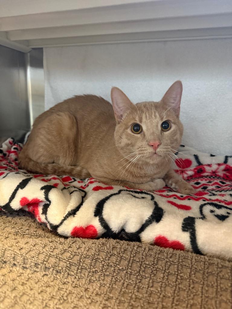 Kenny, Adoptable, Young Male Domestic Short Hair.