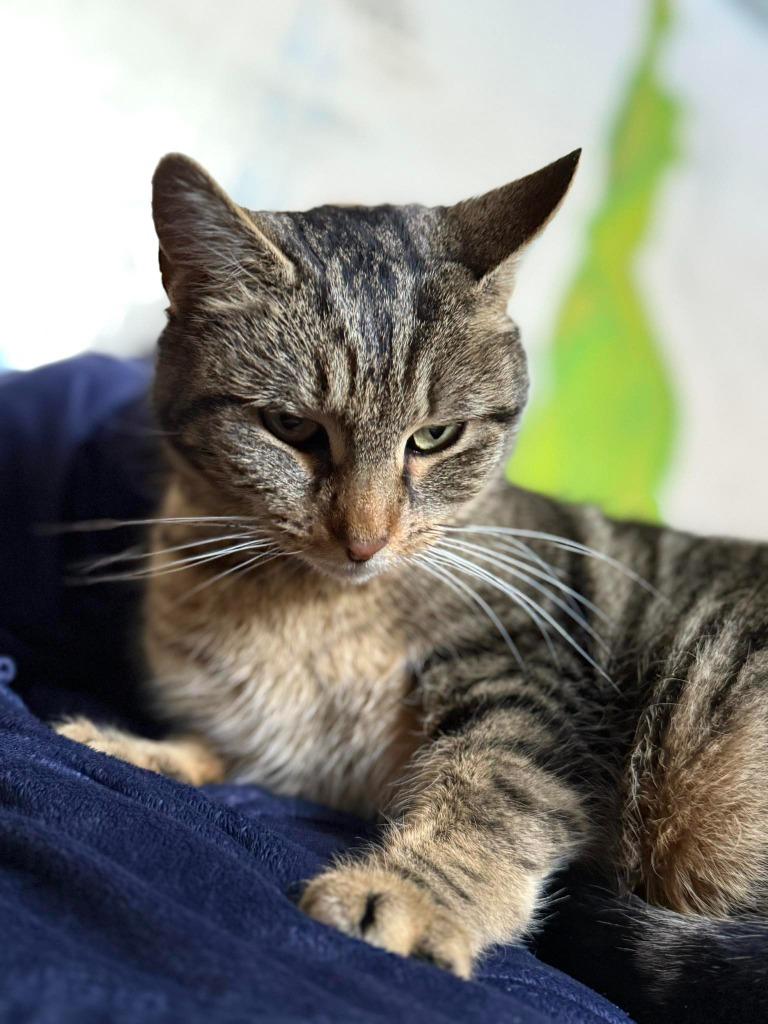 Enlarge Kiwi, a Adoptable mixed breed in Hagaman, NY image 3/3