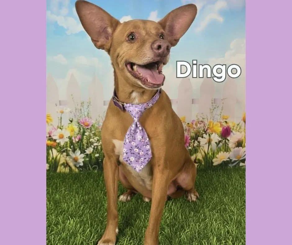 Dingo, Adoptable, Adult Male Terrier.