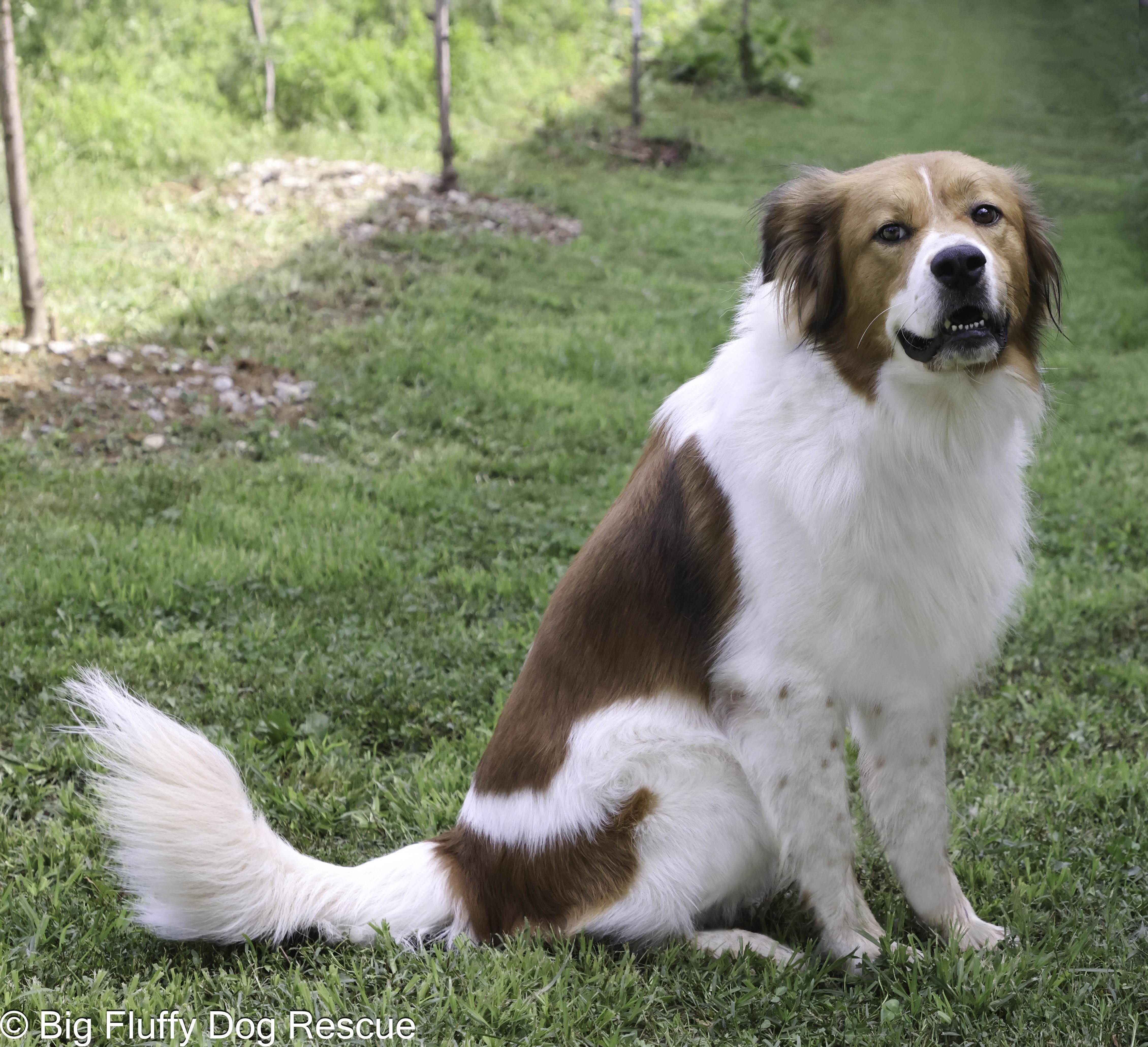 Enlarge Tony, a Adoptable mixed breed in Paducah, KY image 1/4