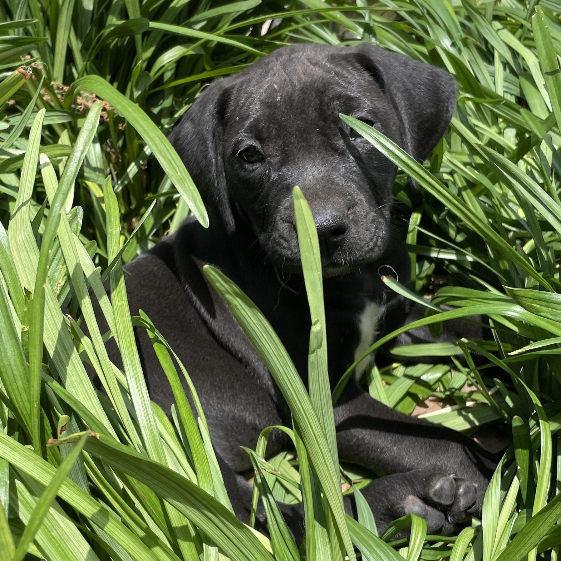 Gumby, Baby Female Hound
