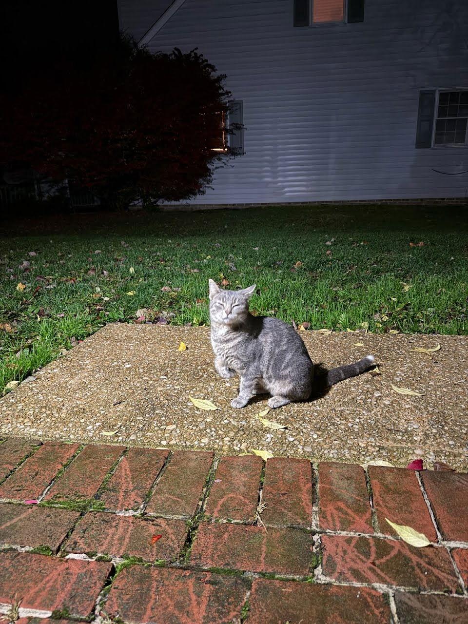 Nova, Adoptable, Adult Female Domestic Short Hair.