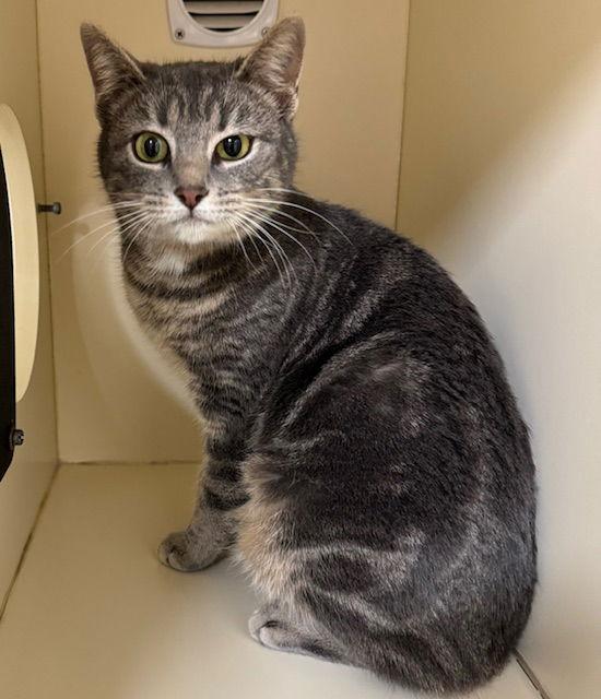 Enlarge Nova, a Adoptable Domestic Short Hair in Lancaster, PA image 2/2