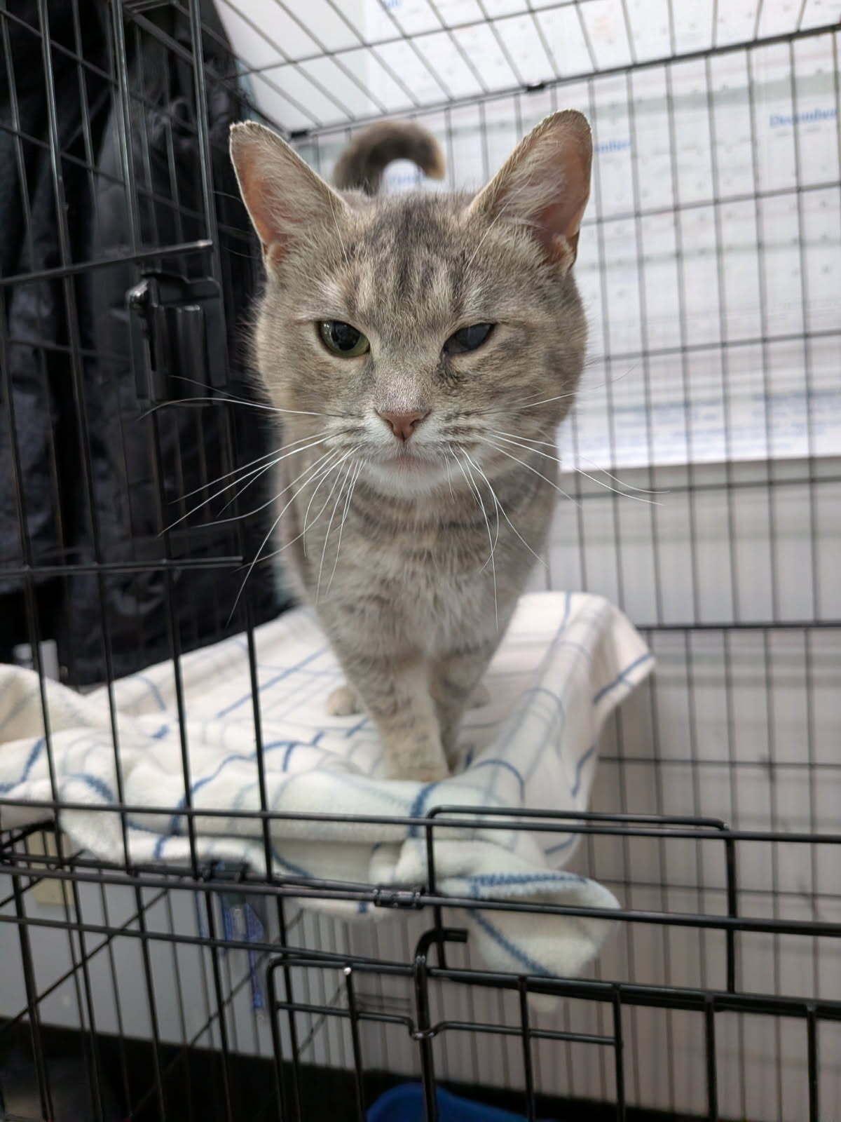 Enlarge Tinsel, a ADOPTABLE Domestic Short Hair in wetaskiwin, AB image 1/1