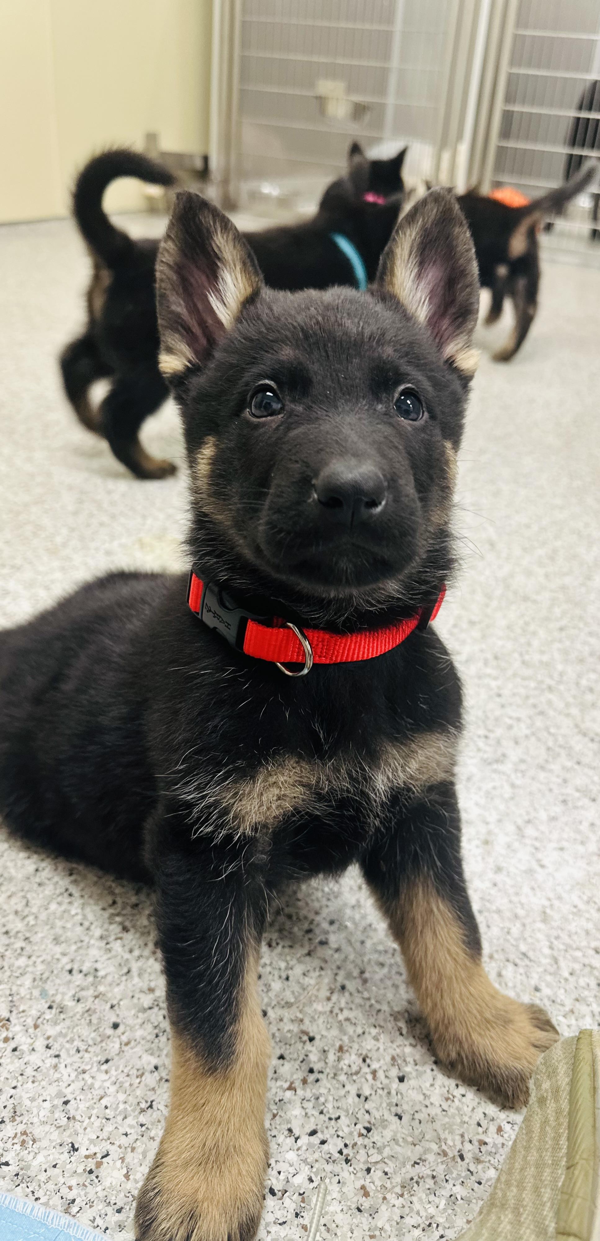 Enlarge Rudolph, a Adopted German Shepherd Dog in Covington, TN image 1/1