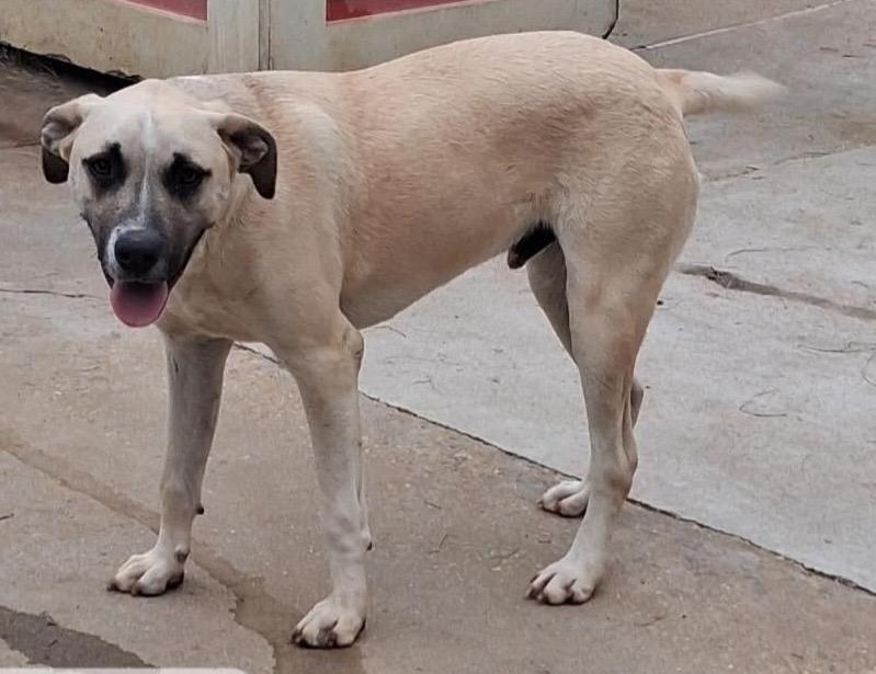 Enlarge Rex, a Adoptable mixed breed in North Syracuse, NY image 1/6
