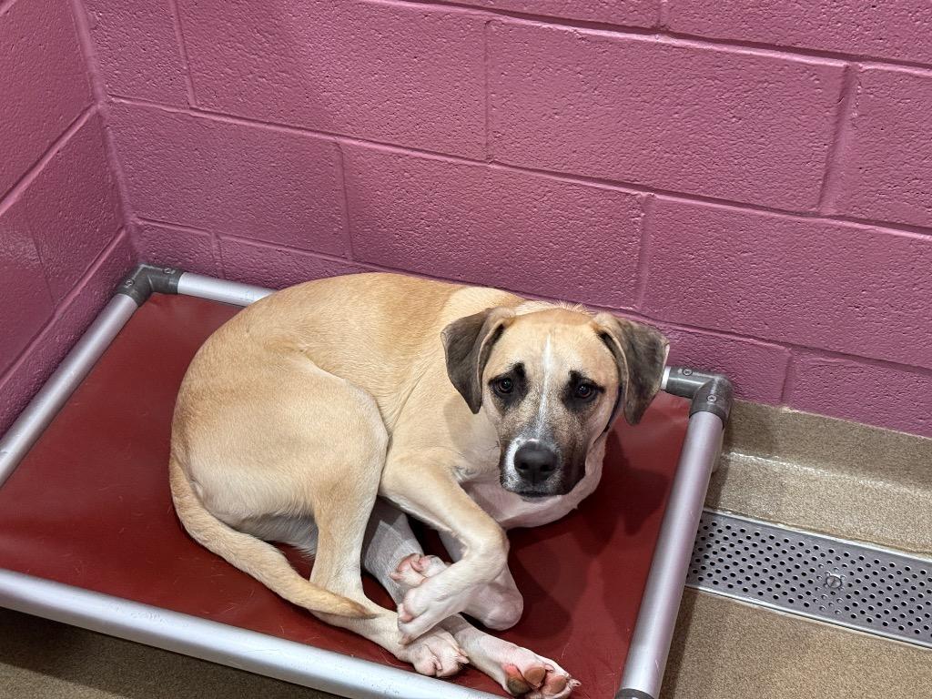 Enlarge Rex, a Adoptable mixed breed in North Syracuse, NY image 2/6