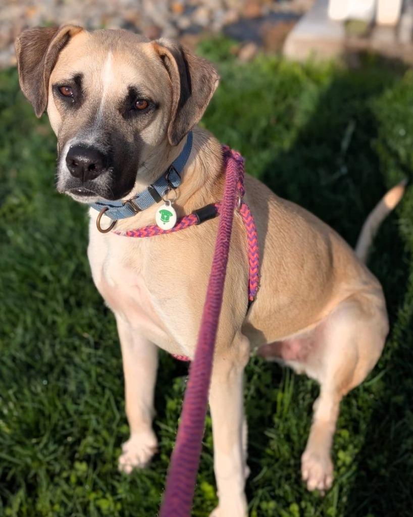 Enlarge Rex, a Adoptable mixed breed in North Syracuse, NY image 3/6