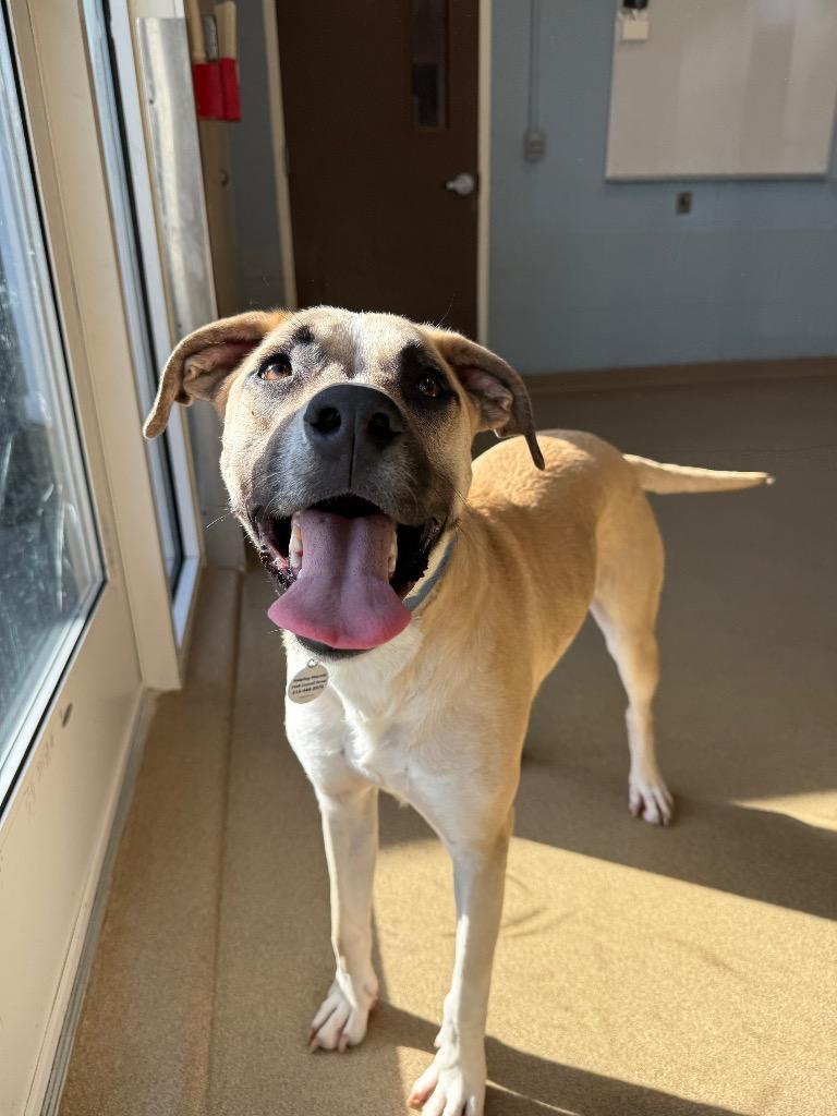 Enlarge Rex, a Adoptable mixed breed in North Syracuse, NY image 4/6