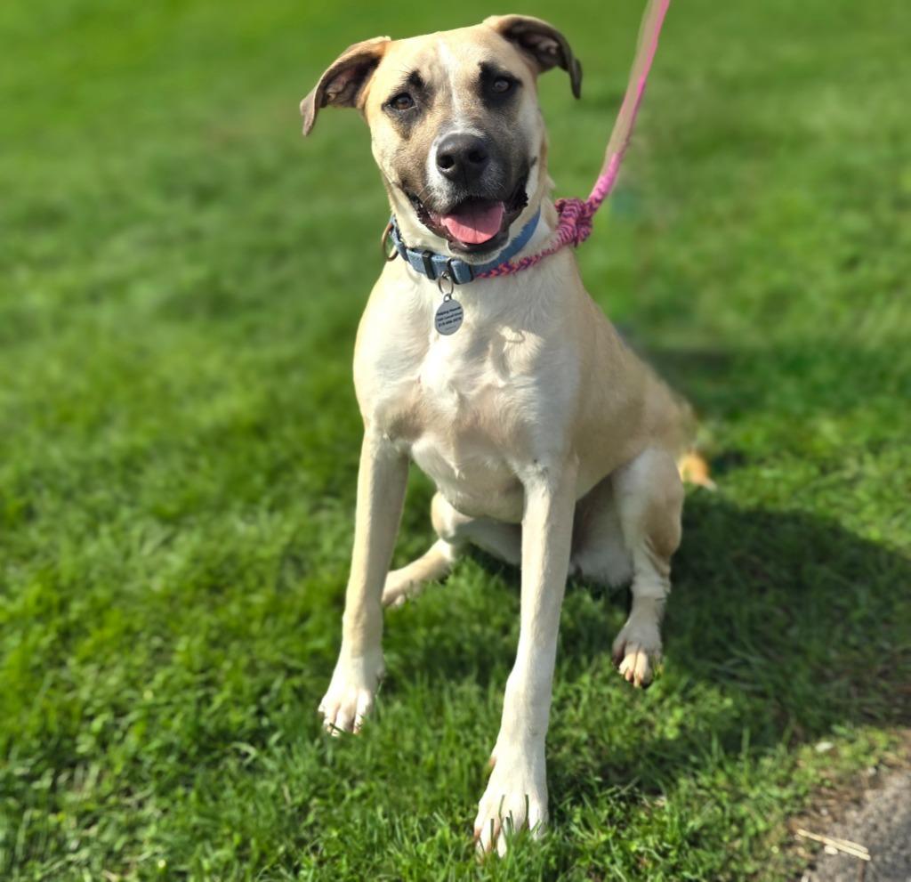 Enlarge Rex, a Adoptable mixed breed in North Syracuse, NY image 4/6