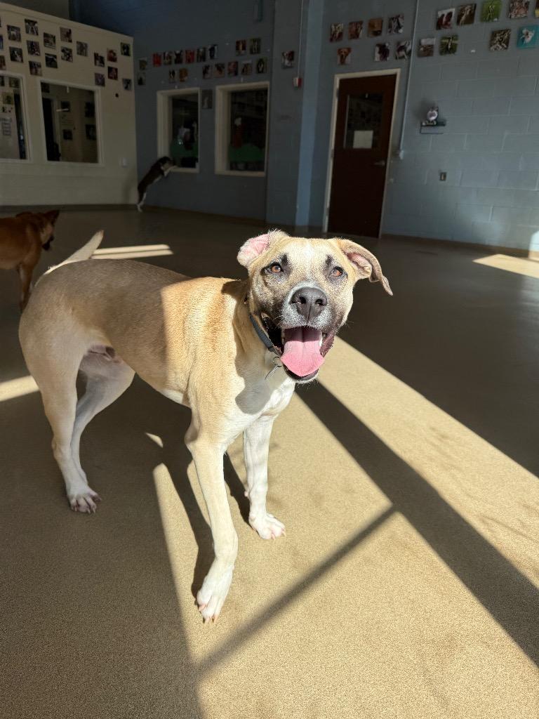 Enlarge Rex, a Adoptable mixed breed in North Syracuse, NY image 5/6