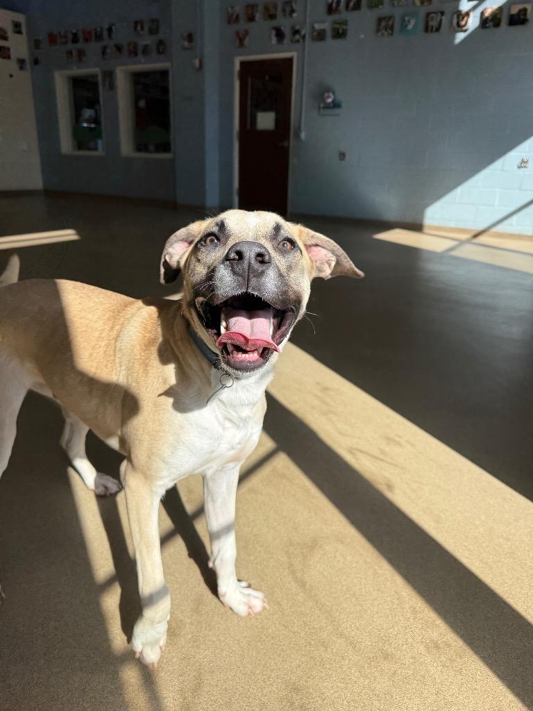 Enlarge Rex, a Adoptable mixed breed in North Syracuse, NY image 6/6