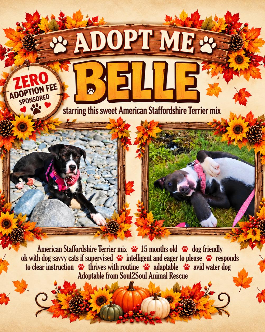 Enlarge Belle, a Adoptable mixed breed in Roseburg, OR image 1/6