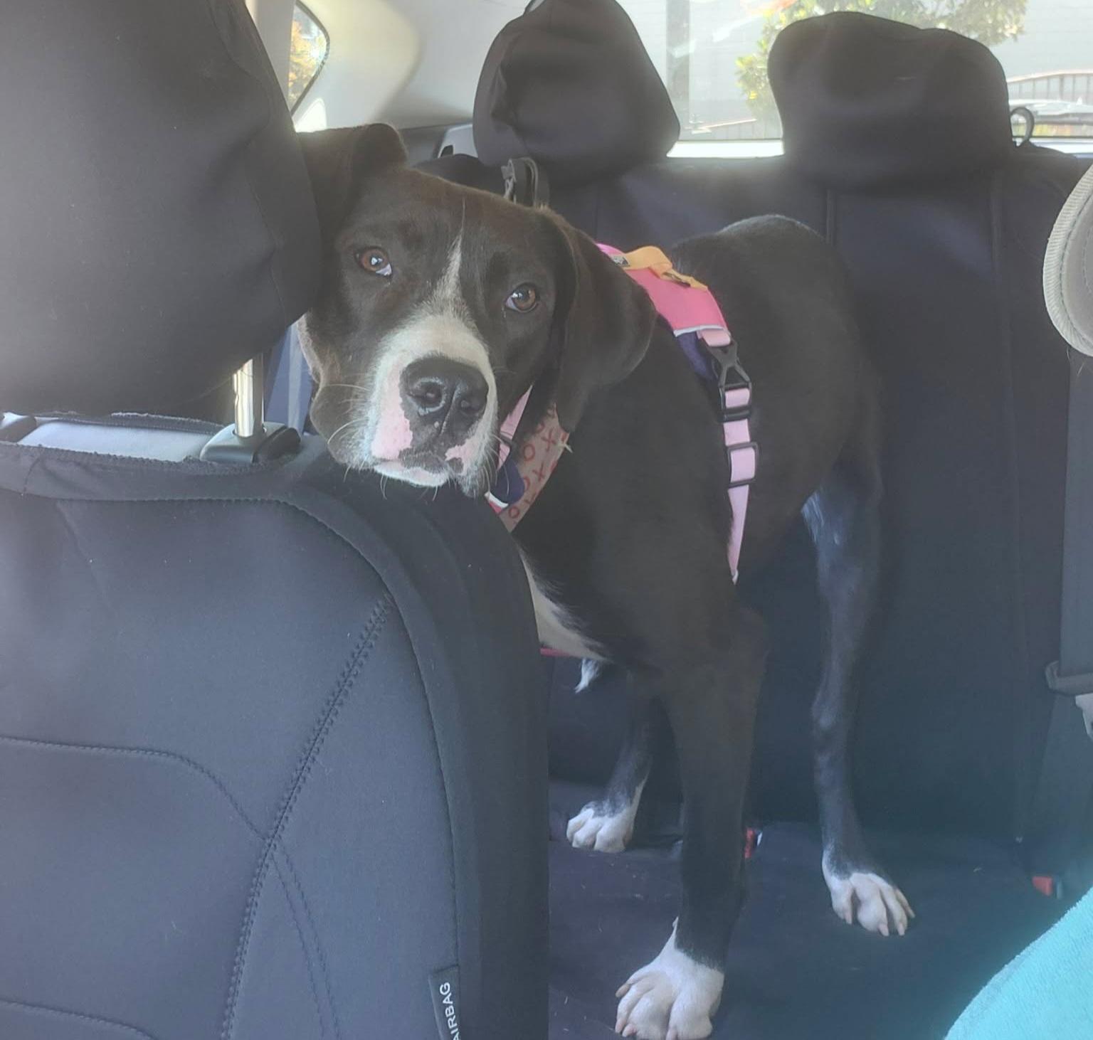 Enlarge Belle, a Adoptable mixed breed in Roseburg, OR image 5/6