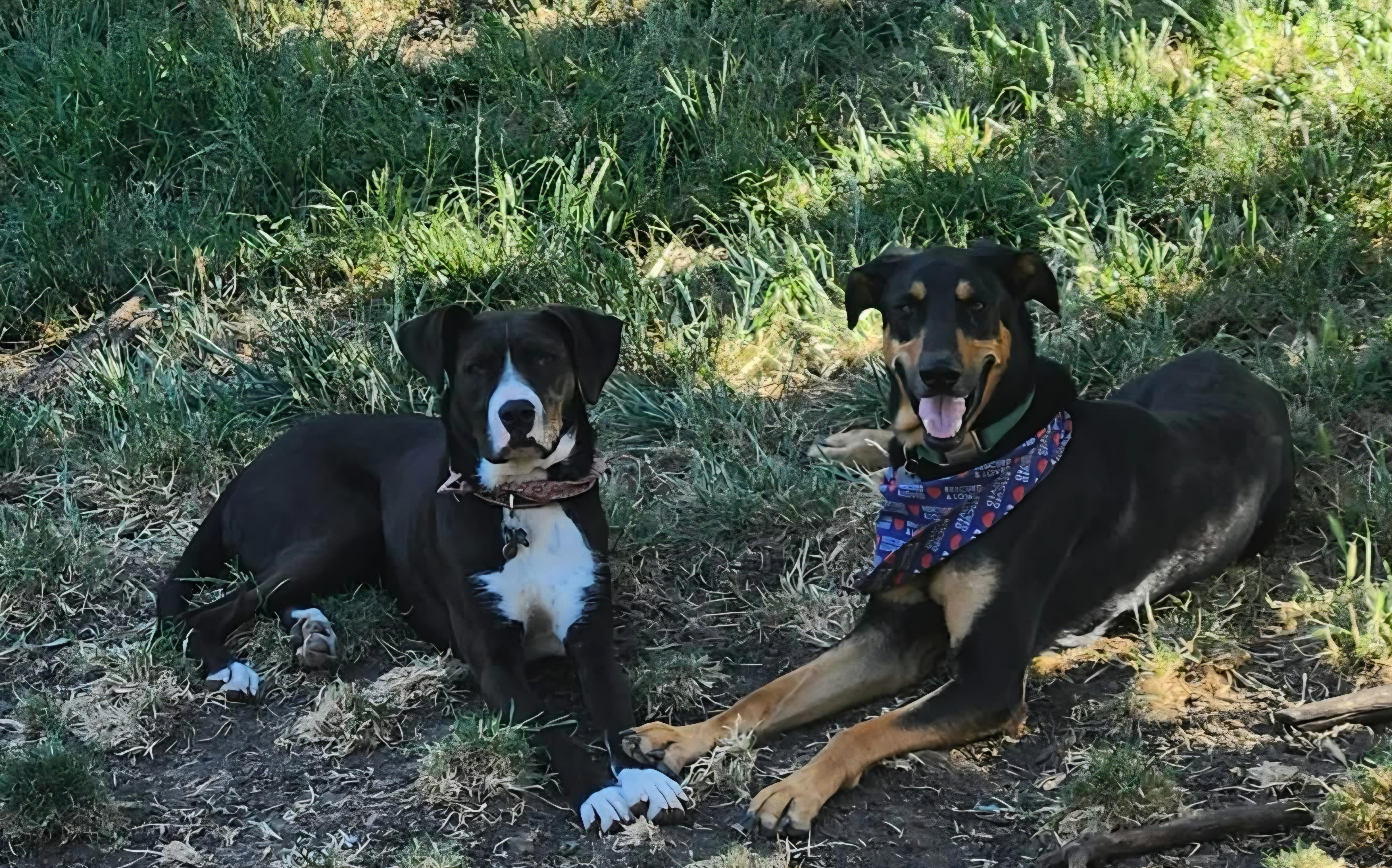 Belle, a Adoptable mixed breed in Roseburg, OR image 3/6