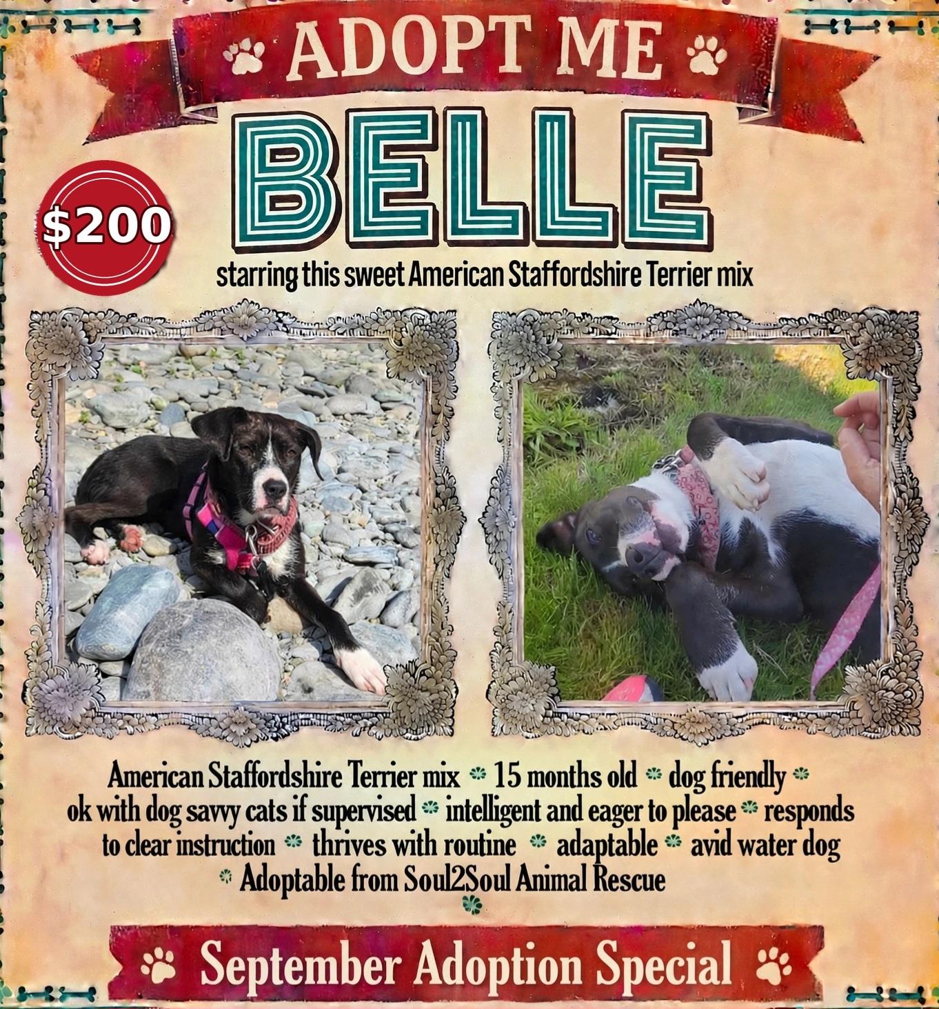 Enlarge Belle, a Adoptable mixed breed in Roseburg, OR image 1/6