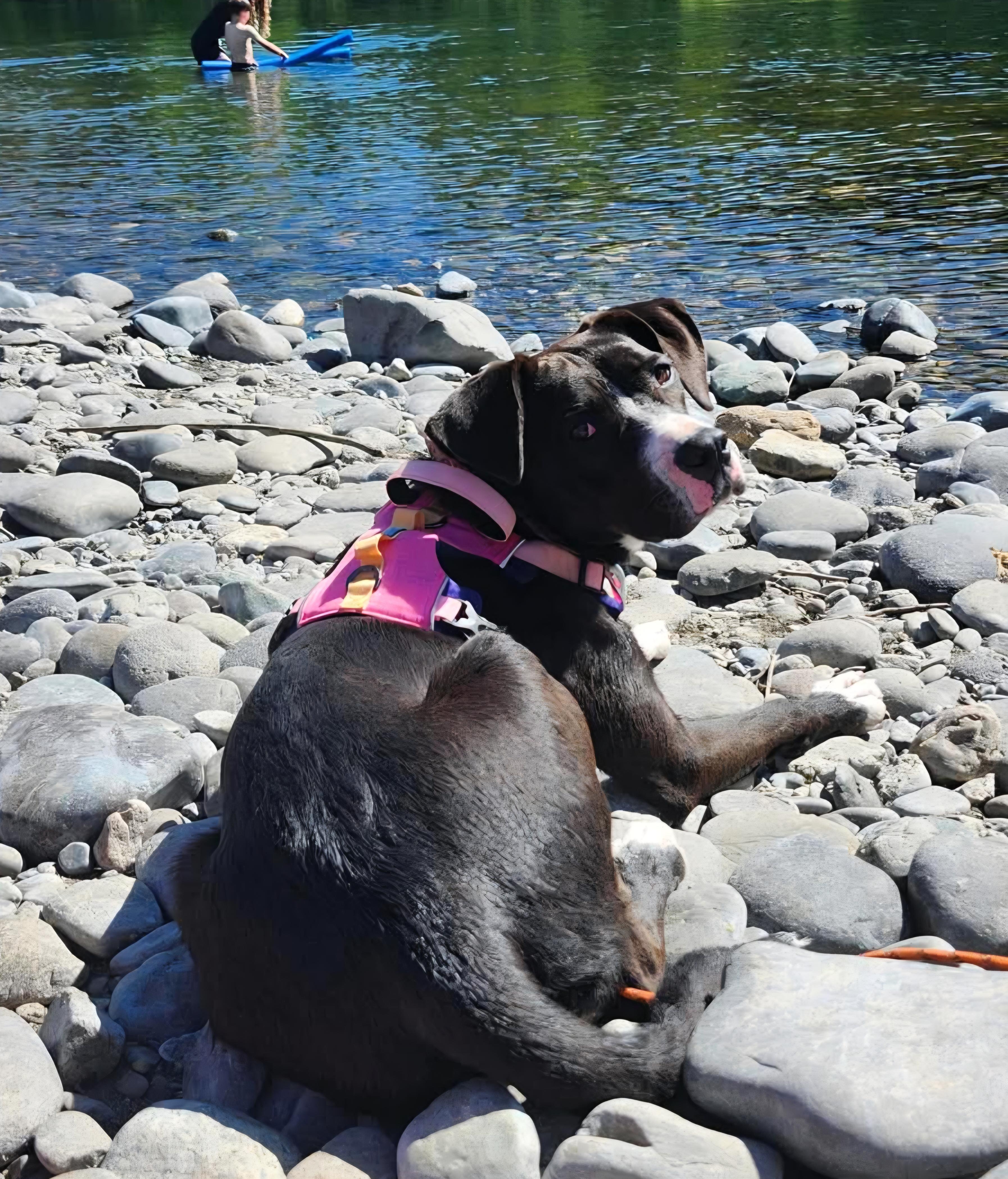 Enlarge Belle, a Adoptable mixed breed in Roseburg, OR image 1/6