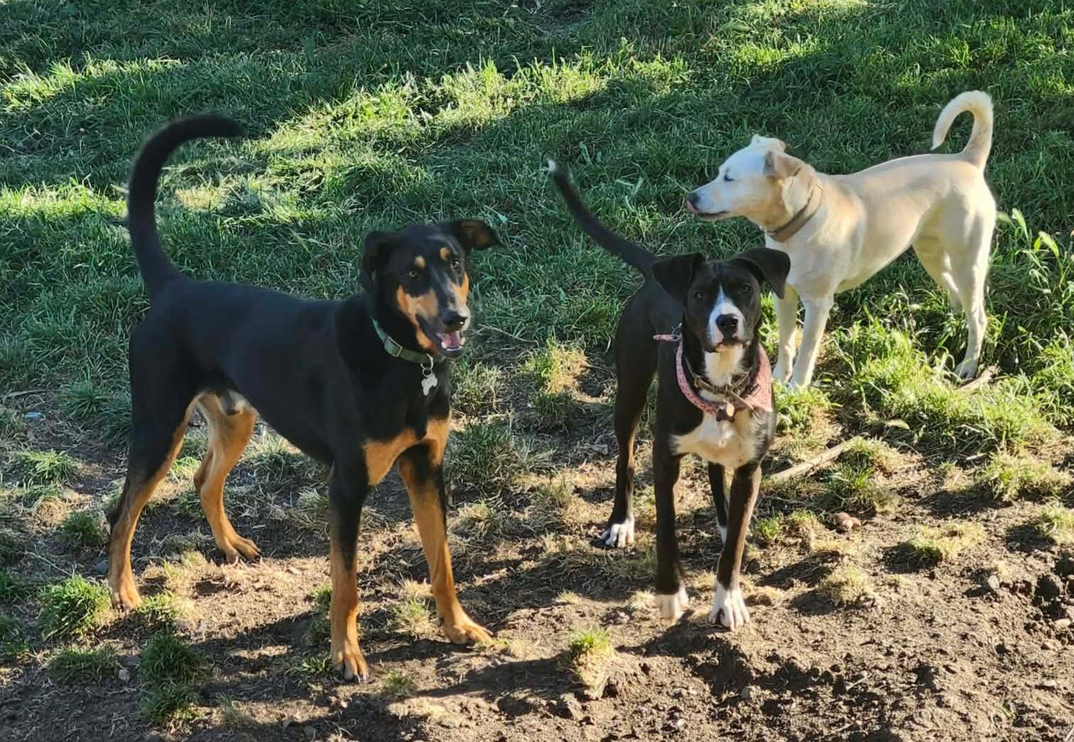 Enlarge Belle, a Adoptable mixed breed in Roseburg, OR image 2/6
