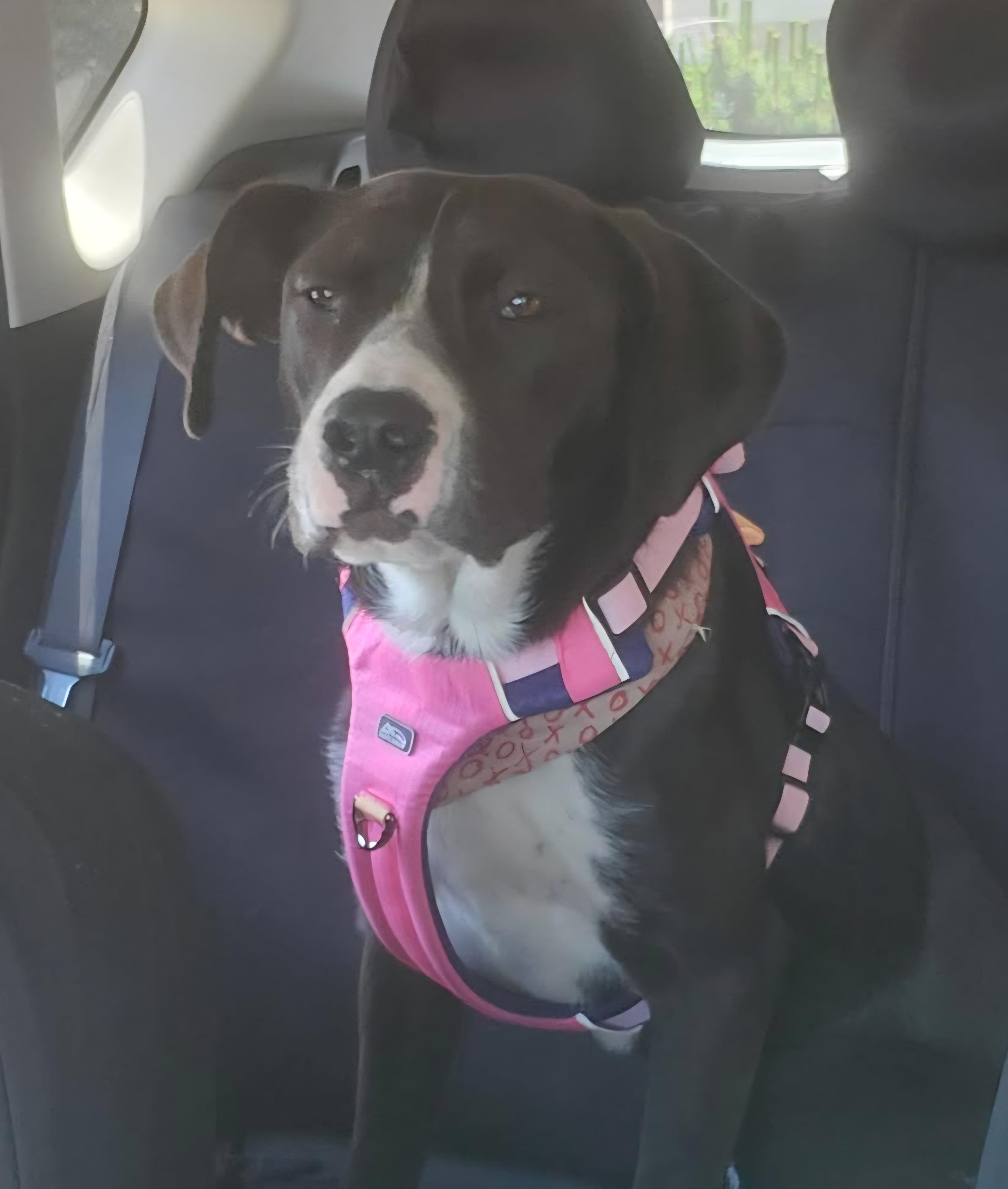 Enlarge Belle, a Adoptable mixed breed in Roseburg, OR image 6/6