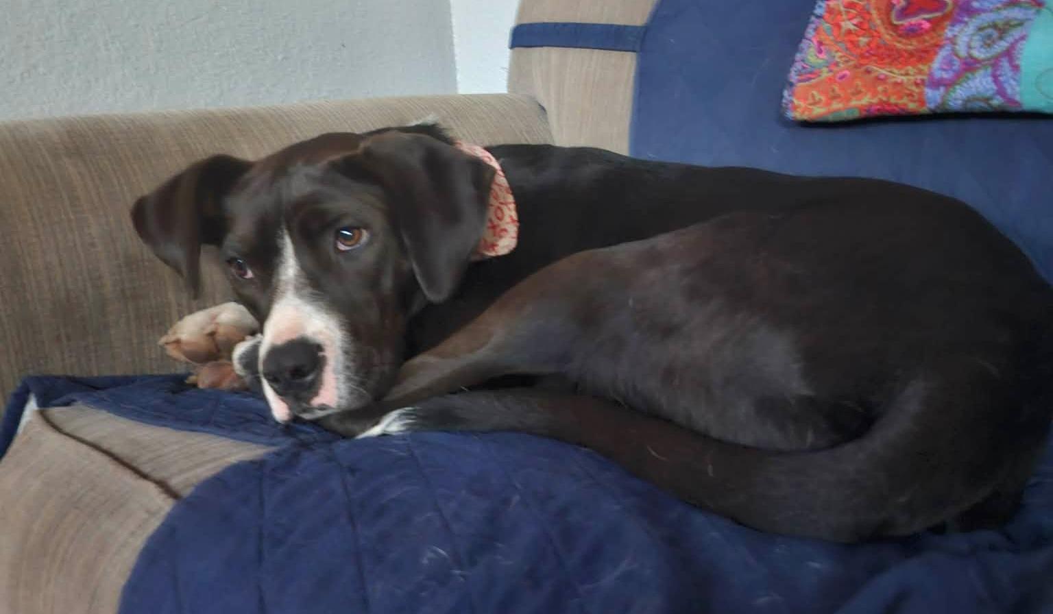 Enlarge Belle, a Adoptable mixed breed in Roseburg, OR image 3/6