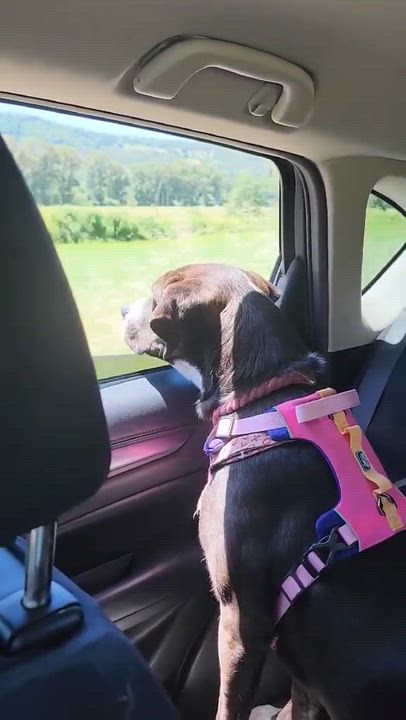 Enlarge Belle, a Adoptable mixed breed in Roseburg, OR video 4/6