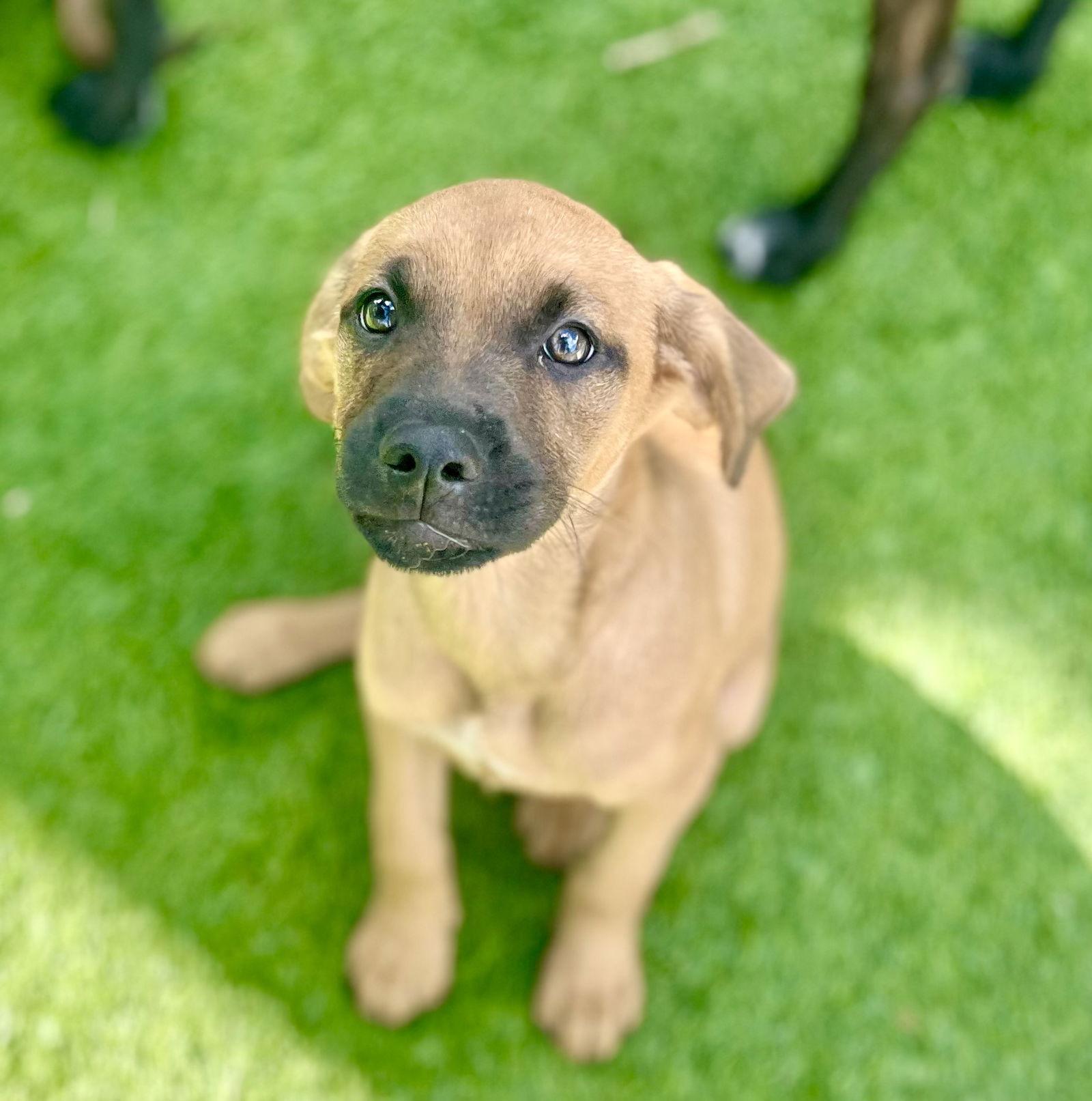 Athena, Adoptable, Puppy Female Labrador Retriever & Golden Retriever.
