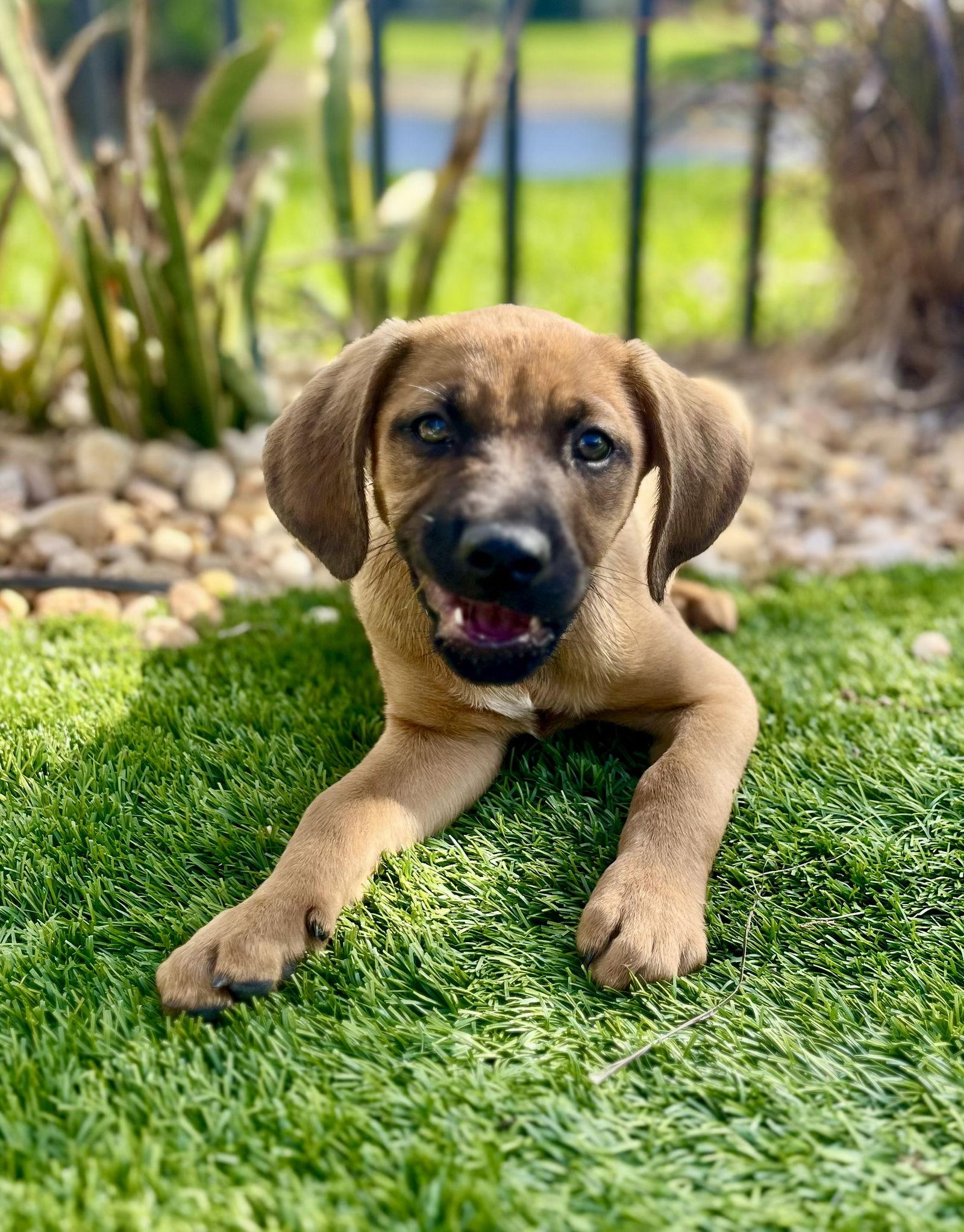 Enlarge Athena, a Adoptable mixed breed in Royal Palm Beach, FL image 2/3