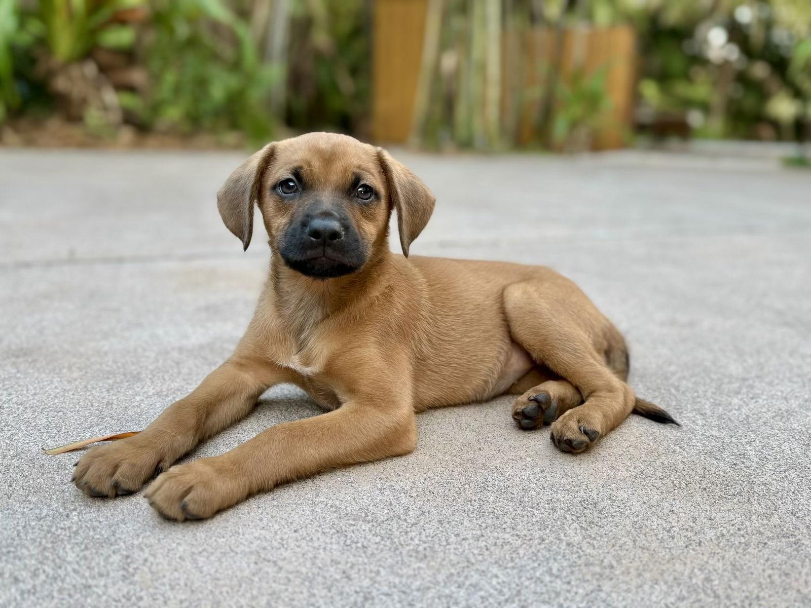 Enlarge Athena, a Adoptable mixed breed in Royal Palm Beach, FL image 3/3