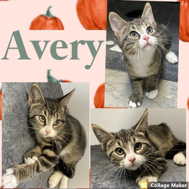 Avery, adopted, Young Female Domestic Short Hair.