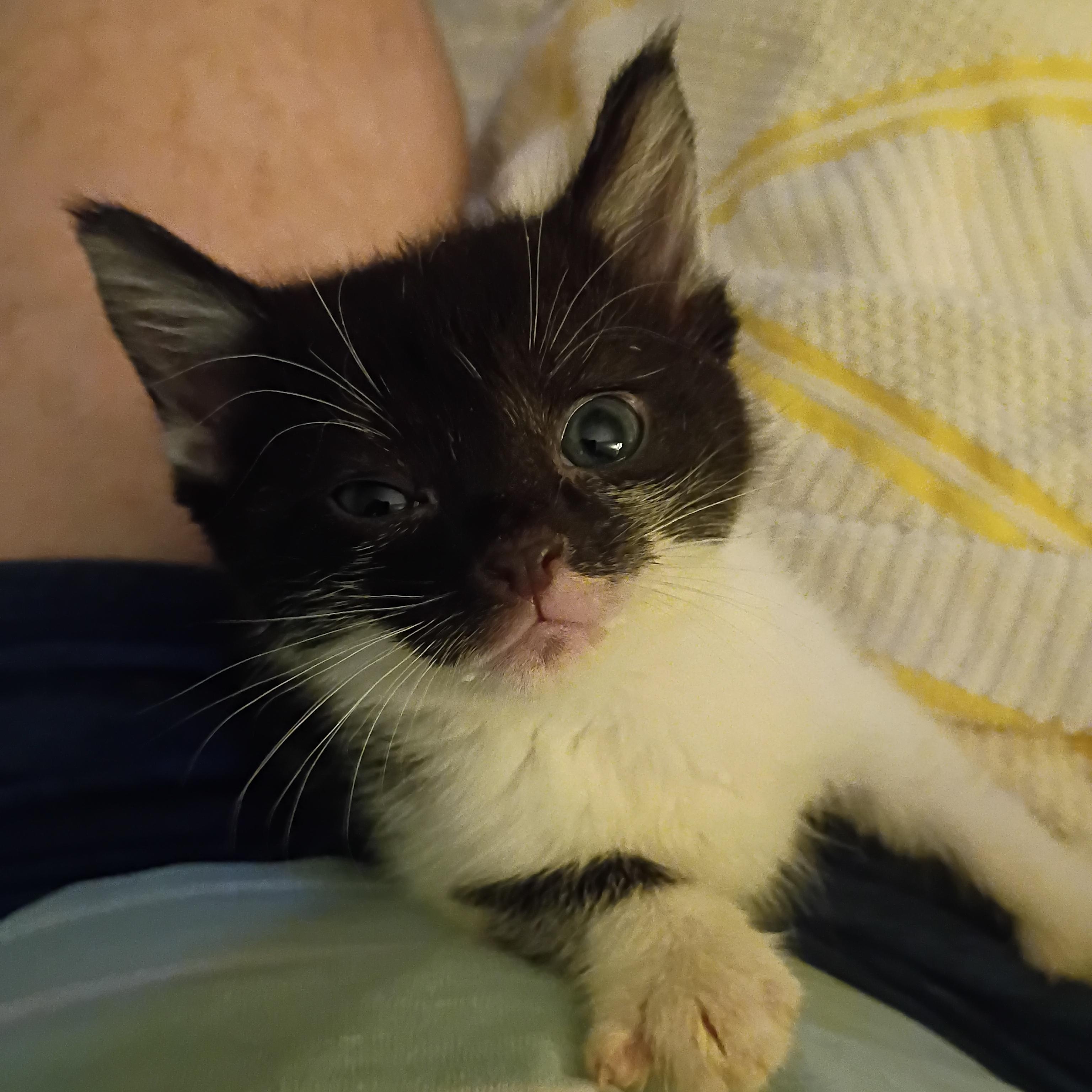 Tee, a Adoptable Domestic Short Hair in Myrtle Beach, SC image 2/4