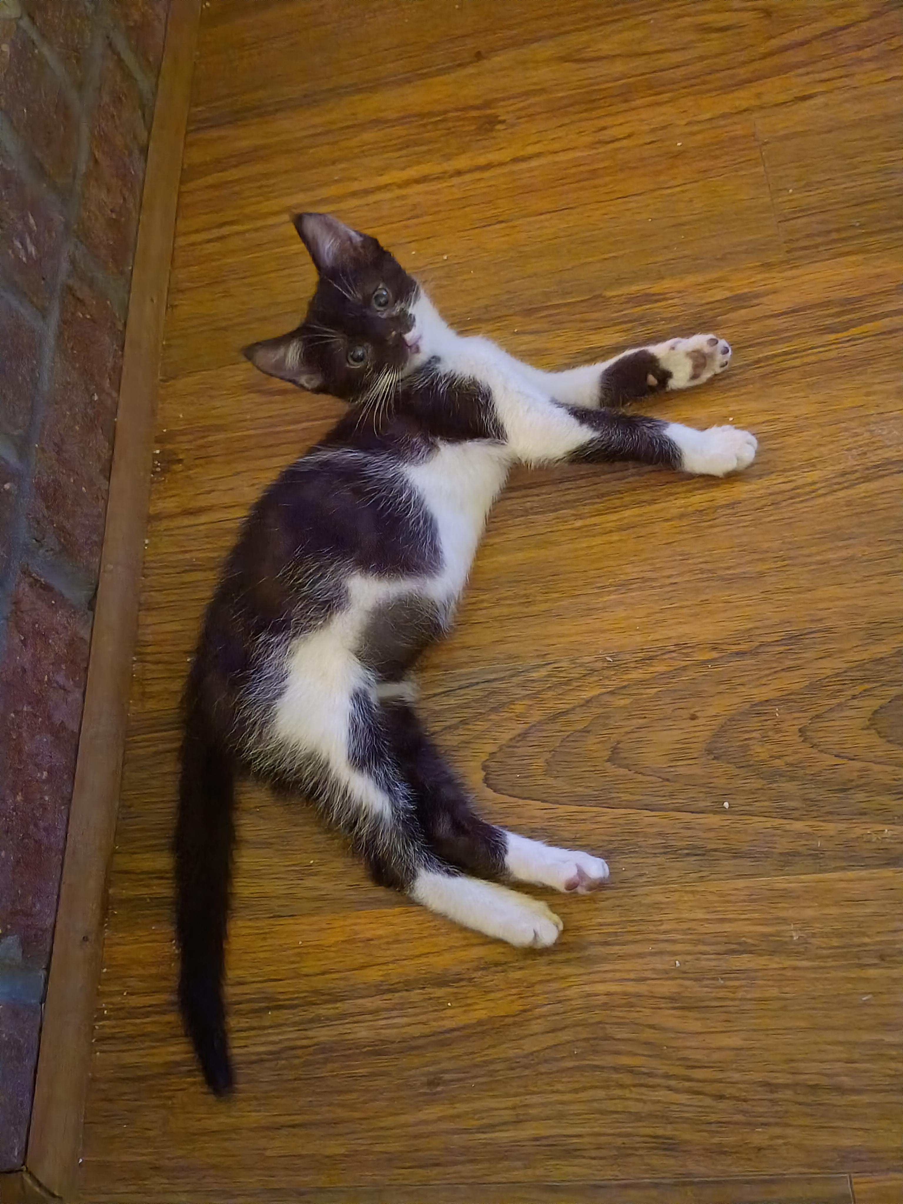 Tee, a Adoptable Domestic Short Hair in Myrtle Beach, SC image 3/4