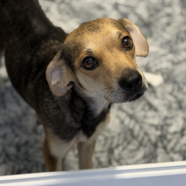 Phoenix, Adoptable, Adult Female Chihuahua & Terrier.