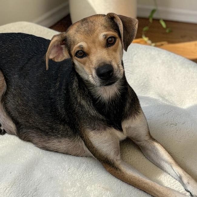 Enlarge Phoenix, a Adoptable mixed breed in San Diego, CA image 2/3