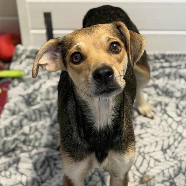Enlarge Phoenix, a Adoptable mixed breed in San Diego, CA image 3/3