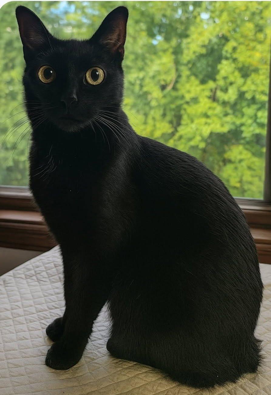 Sonny, ADOPTABLE, Adult Male Domestic Short Hair.