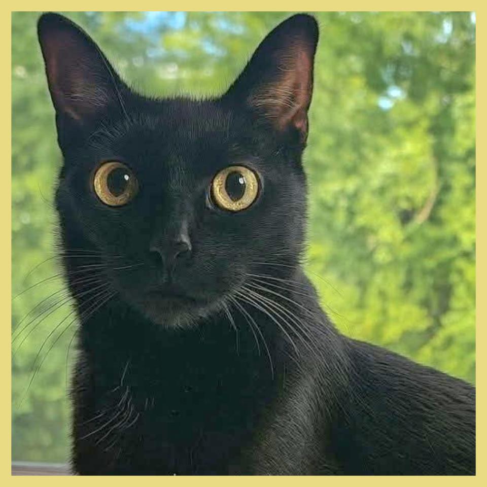 Sonny, a ADOPTABLE Domestic Short Hair in Lansdowne, PA image 2/2