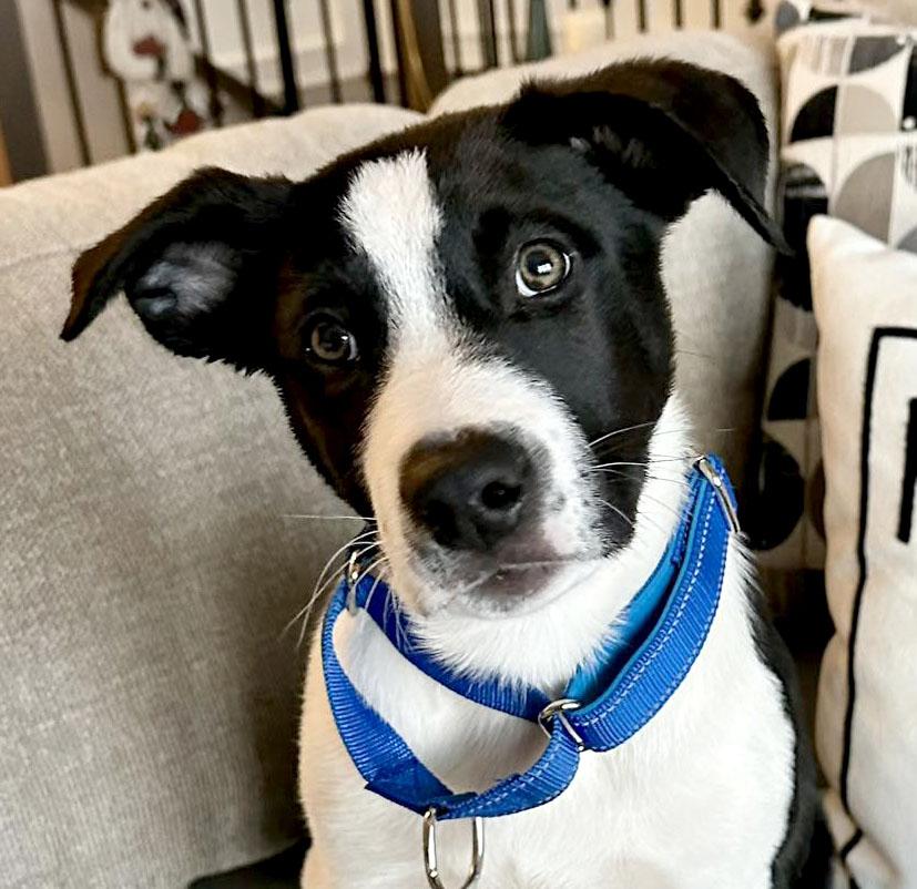 Fredrick (AO35916), adopted, Puppy Male Border Collie & Pit Bull Terrier.