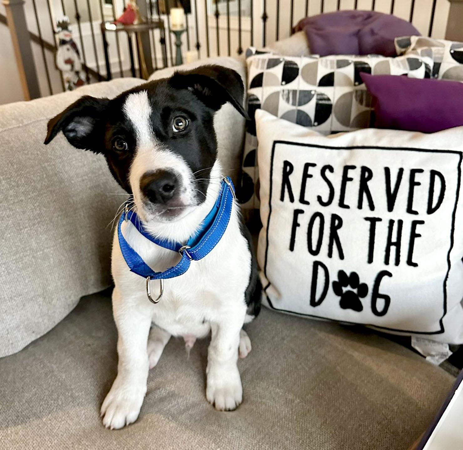 Enlarge Fredrick (AO35916), an adopted mixed breed in Kansas City, KS image 2/2