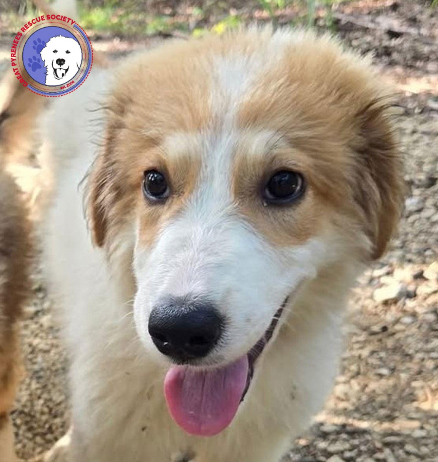 Tator, a Adoptable mixed breed in Spring, TX image 1/3