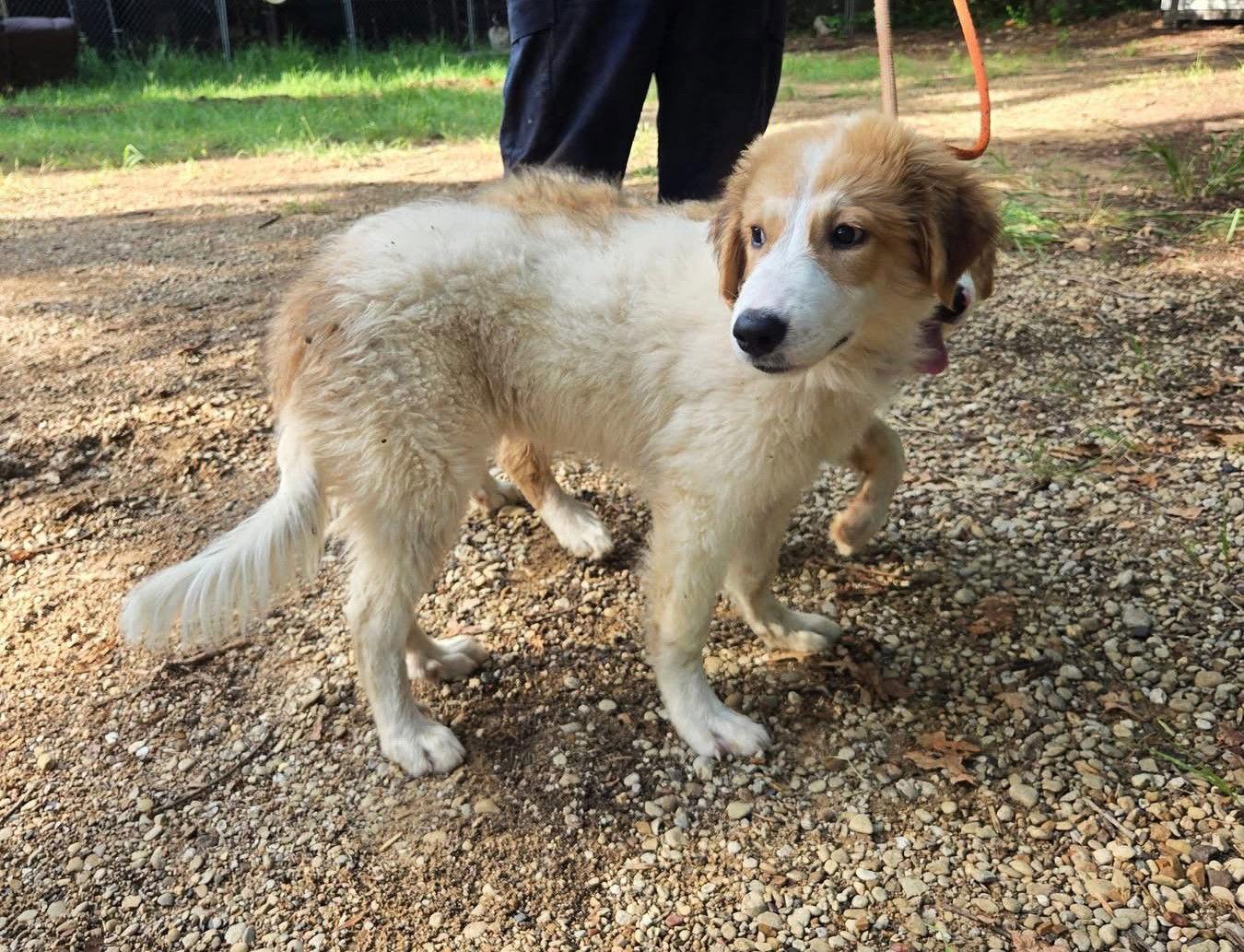 Tator, a Adoptable mixed breed in Spring, TX image 2/3