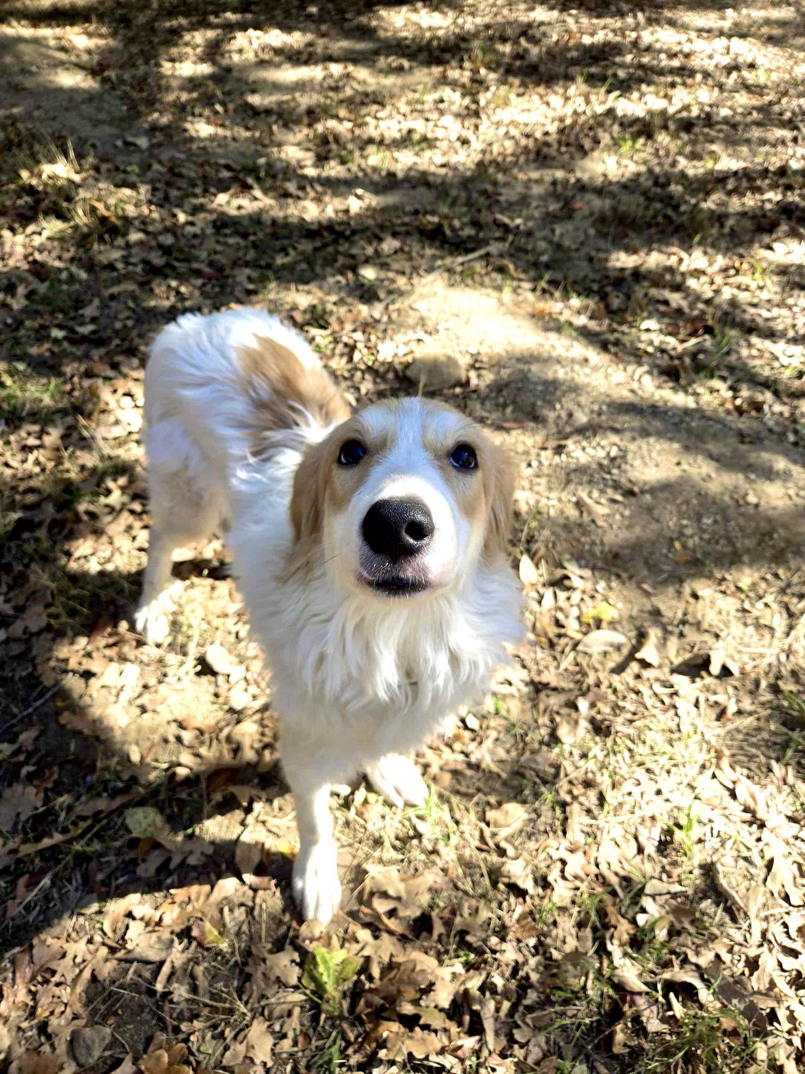 Tator, a Adoptable mixed breed in Spring, TX image 3/3