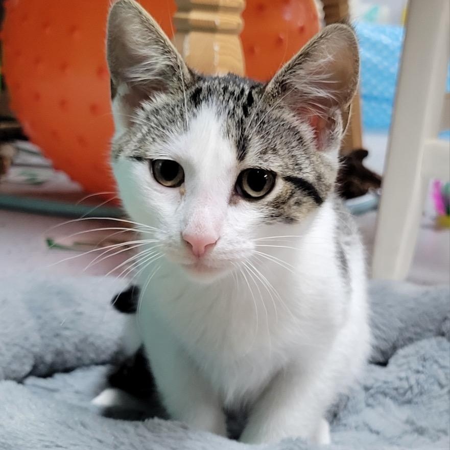 Enlarge Jacaranda, a Adoptable Domestic Short Hair in Menasha, WI image 1/3