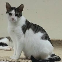 Jacaranda, a Adoptable Domestic Short Hair in Menasha, WI image 2/5